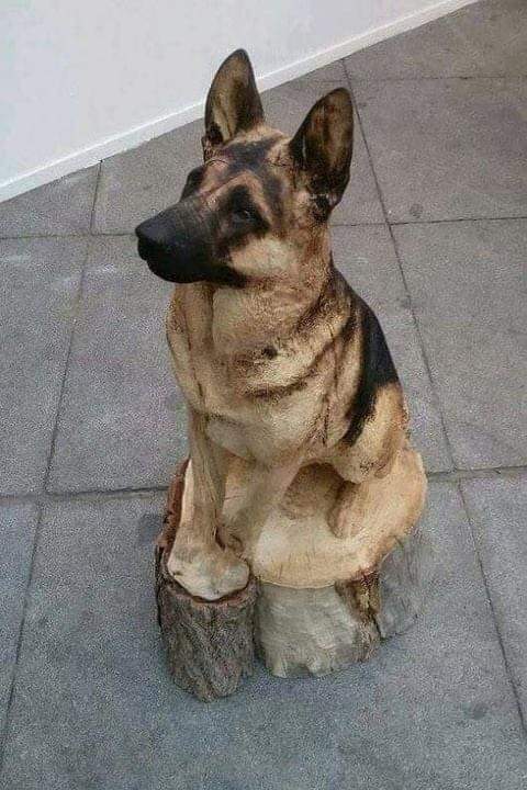 Une incroyable sculpture sur bois... difficile de croire que ce n'est pas un vrai chien 🪵