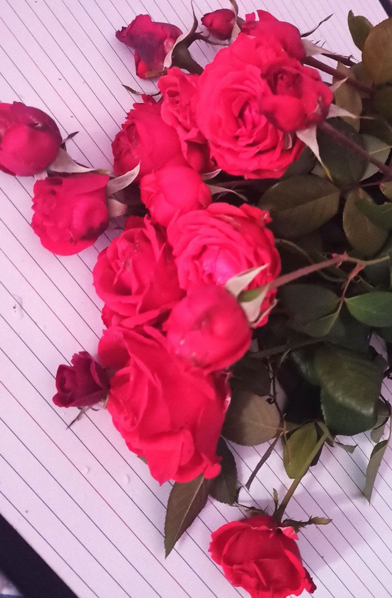 #روحي⁦❤️⁩_الوفاء❤️⁩ tweet media