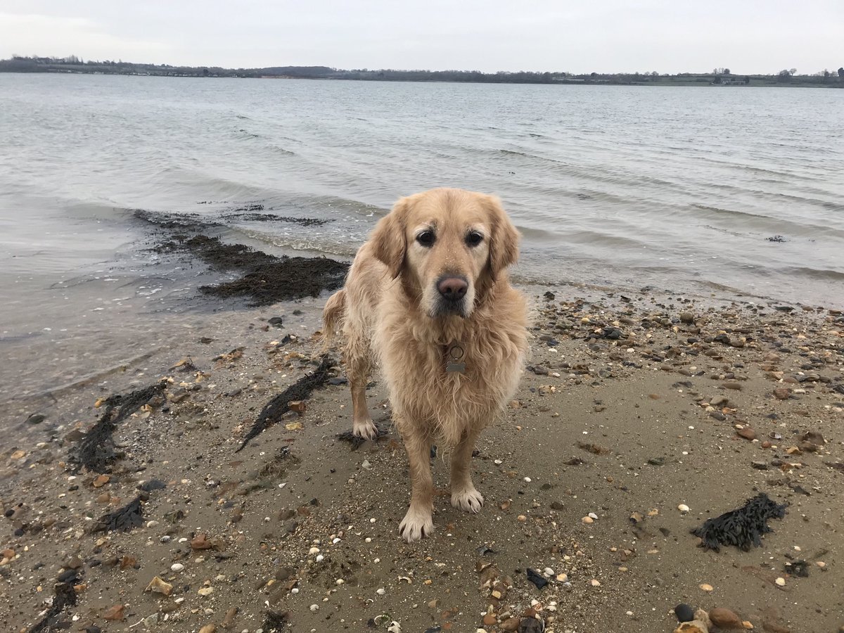 Water temperature assessment: cold 🥶 - hold fire chaps #dogsoftwitter warmer times will come