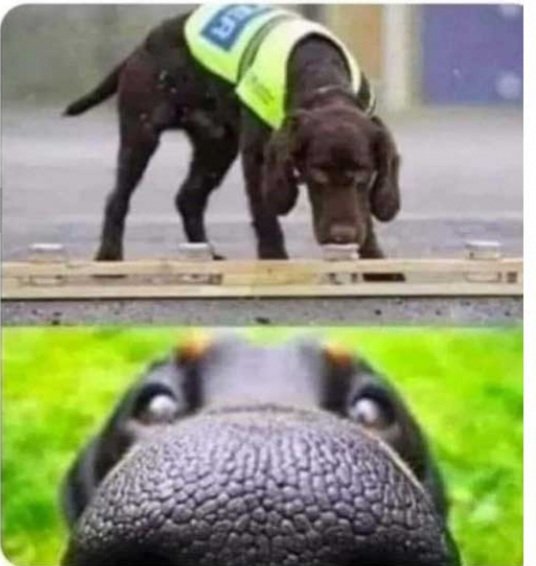 DeutschePerspe2's tweet photo. Dieser Hund ist trainiert Leute die wenig saufen und vögeln am Geruch zu erkennen. https://t.co/87Z0O2uRux