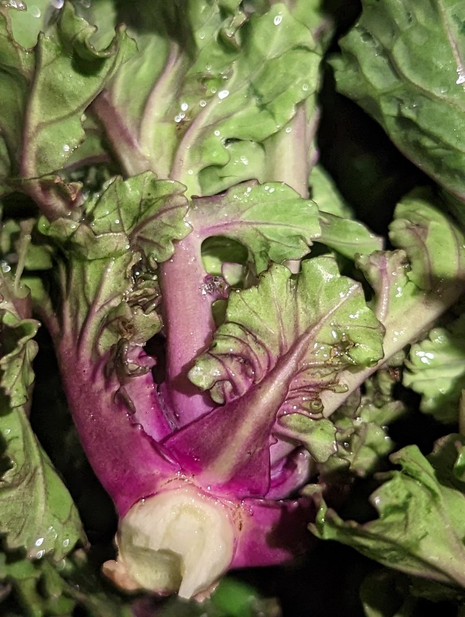 alfiescruff's tweet photo. Kalettes have been a winter success...🙏🏼 #allotmentlife #kalettes #allotment https://t.co/PU70PWDhaH