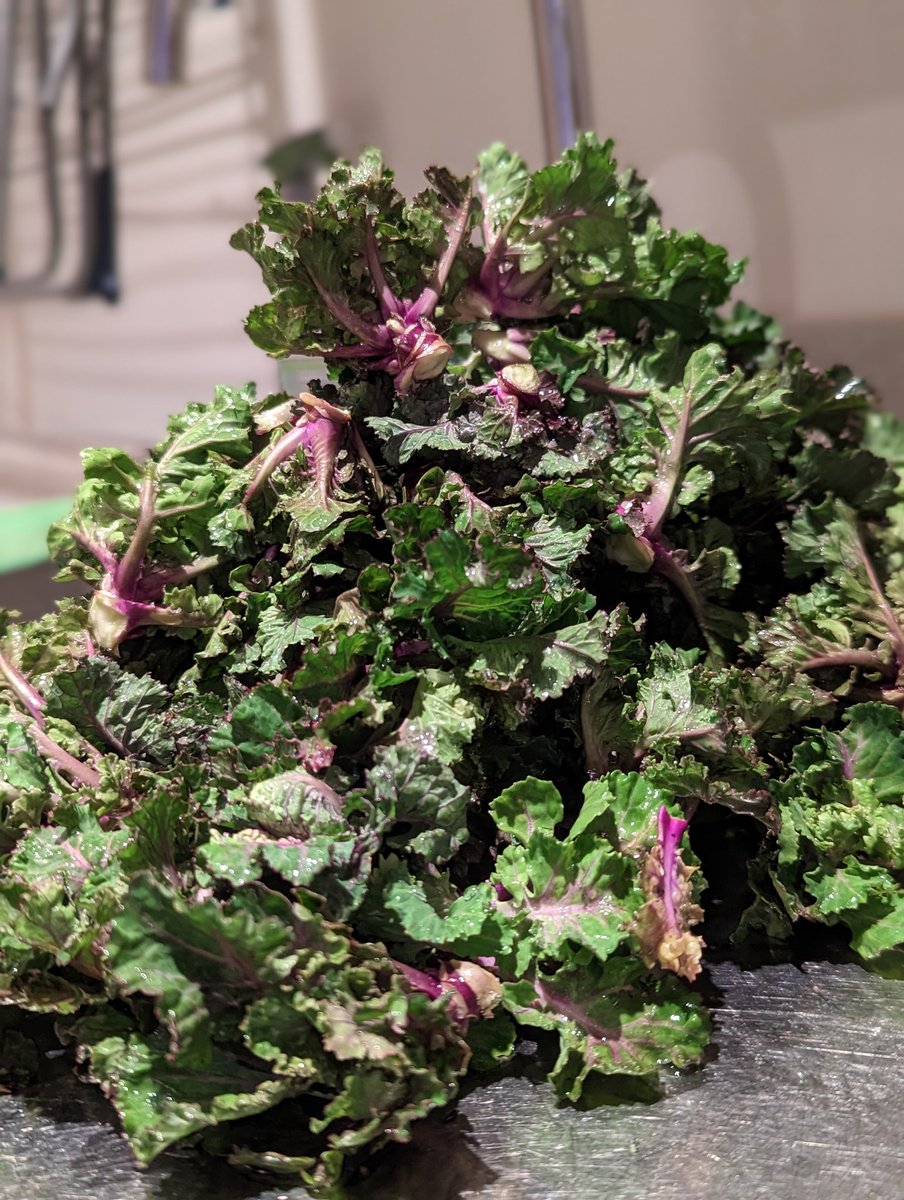 alfiescruff's tweet photo. Kalettes have been a winter success...🙏🏼 #allotmentlife #kalettes #allotment https://t.co/PU70PWDhaH