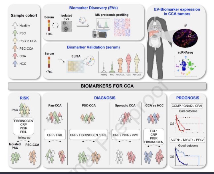 Just 🍿!😃 🍀Liquid Biopsy 🩸protein biomarkers for Cholangiocarcinoma! 🔓👉 journal-of-hepatology.eu/article/S0168-… Accurate, fast & cost-effective test to 🔍: 👉risk of CCA (PSC👫) 👉early diagnosis 👉prognosis 🩸Biomarkers 🪞tumor cells (scRNAseq) #livertwiter