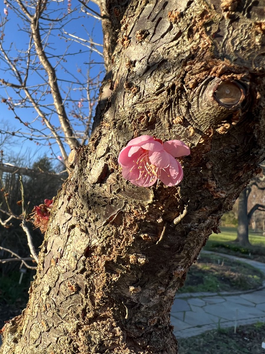 semperinspe's tweet image. Soon to be Spring!