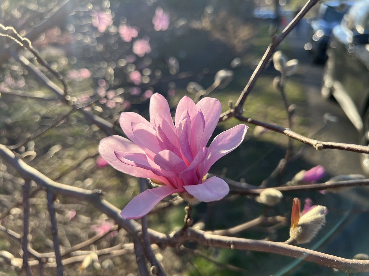 semperinspe's tweet image. Star Magnolia (Magnolia Stellata)