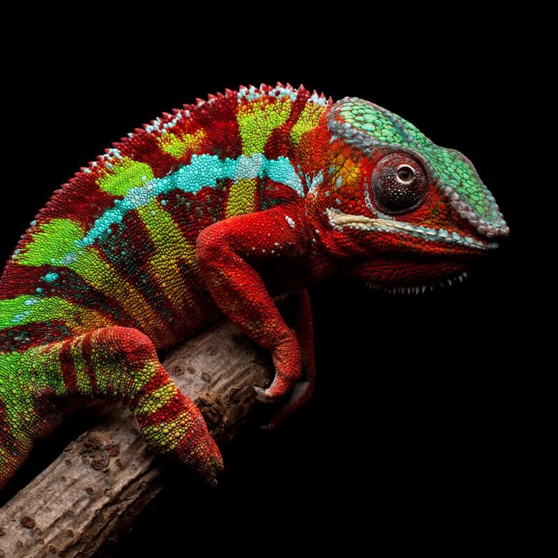 GreenCamaleon's tweet photo. #camaleon #Naturaleza #wildlife https://t.co/Rad4s8nVNc