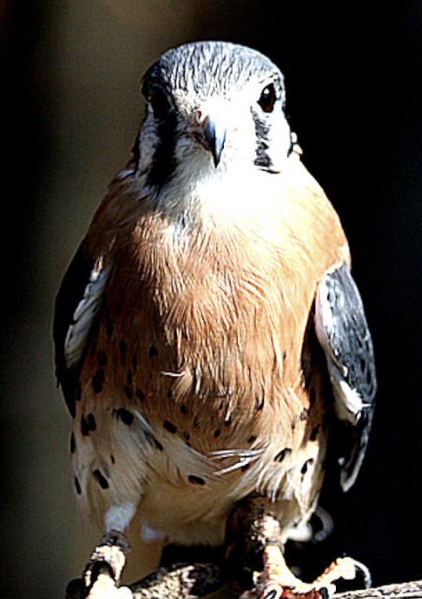 semperinspe's tweet image. Focused!