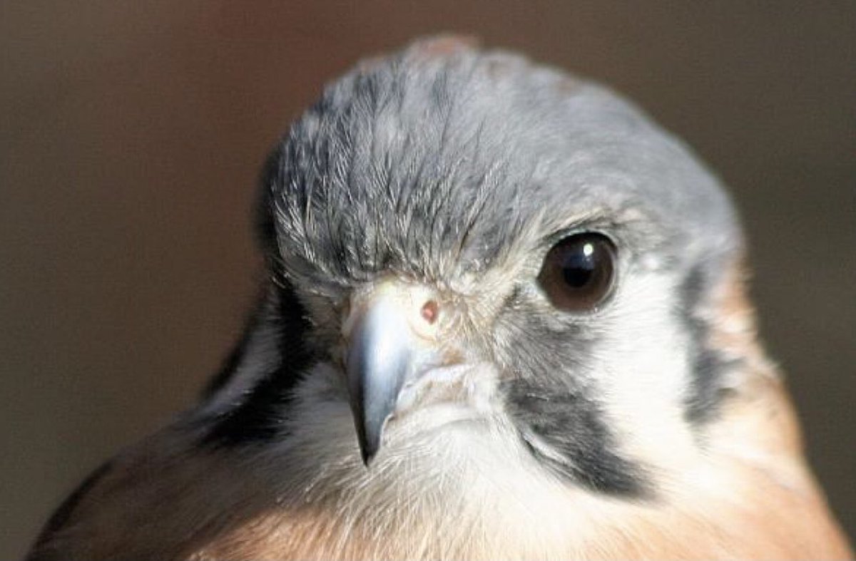 semperinspe's tweet image. Focused!