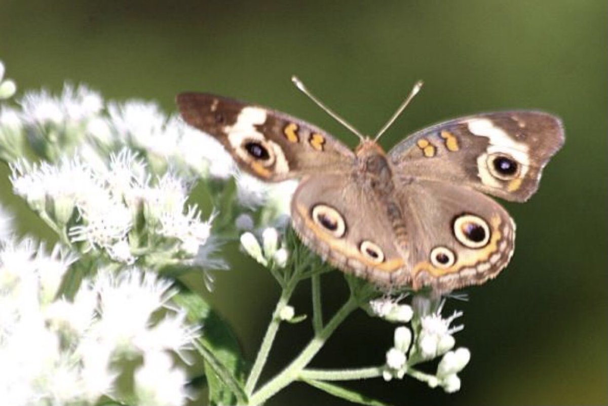 semperinspe's tweet image. Focused!