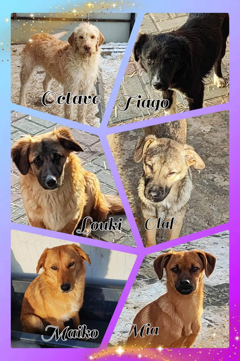 🐕 #adoption #chien
Ces magnifiques oubliés sont toujours à l'adoption, sans aucune demande 😢
Retrouvez leur album respectif sur notre Facebook ❤️
facebook.com/10008330856413…