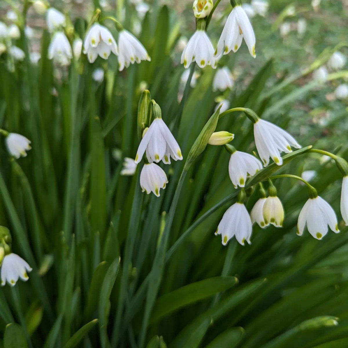 HappyHoundHouse's tweet image. #JoyInSpring

Last few snowdrops, daffodils arriving plus some beautiful hellebores 😊