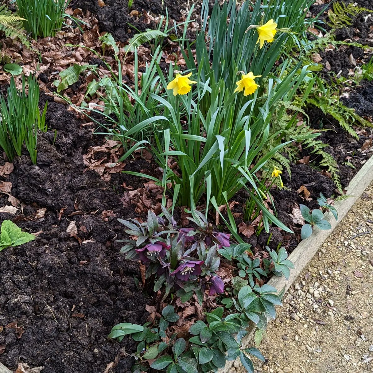 HappyHoundHouse's tweet image. #JoyInSpring

Last few snowdrops, daffodils arriving plus some beautiful hellebores 😊