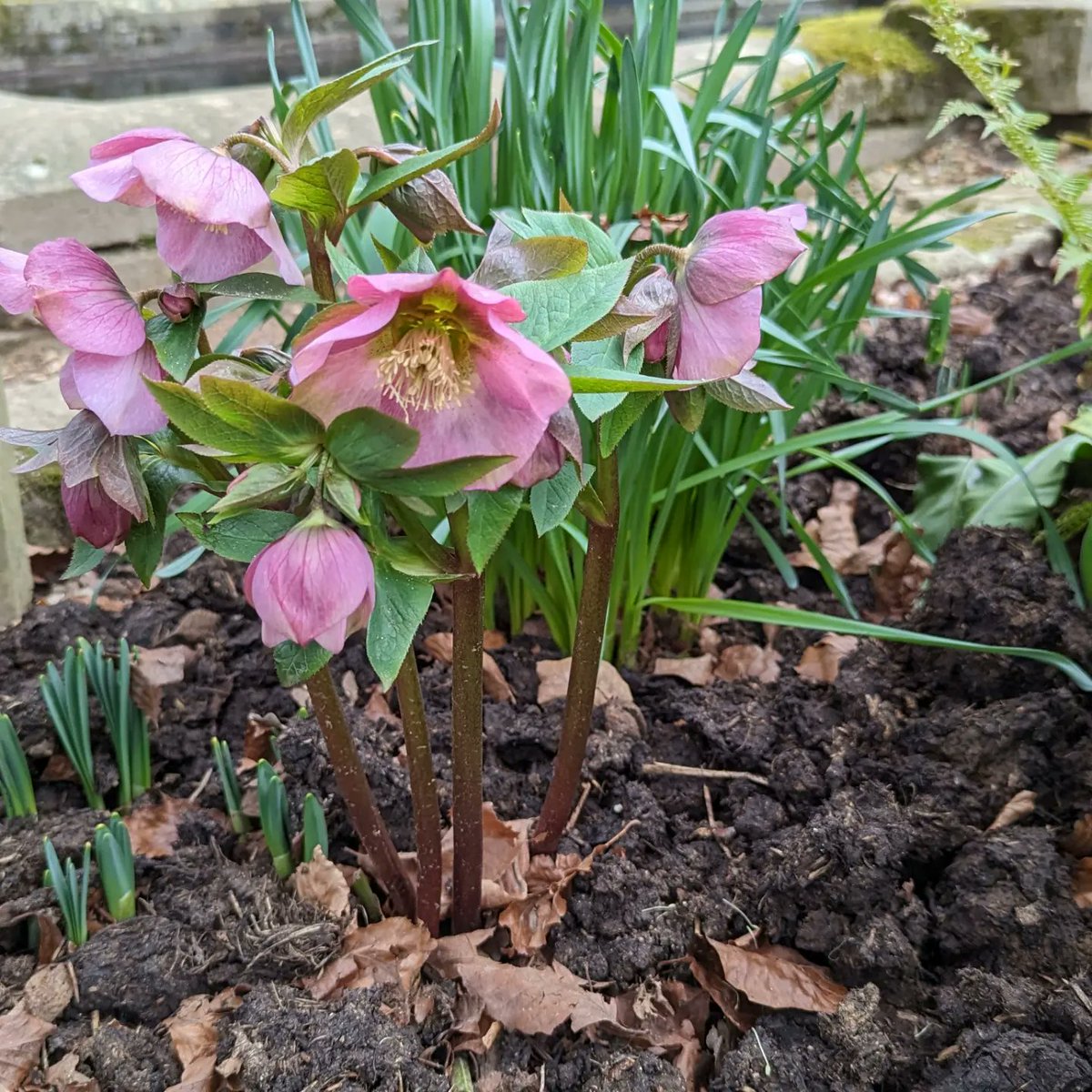 HappyHoundHouse's tweet image. #JoyInSpring

Last few snowdrops, daffodils arriving plus some beautiful hellebores 😊