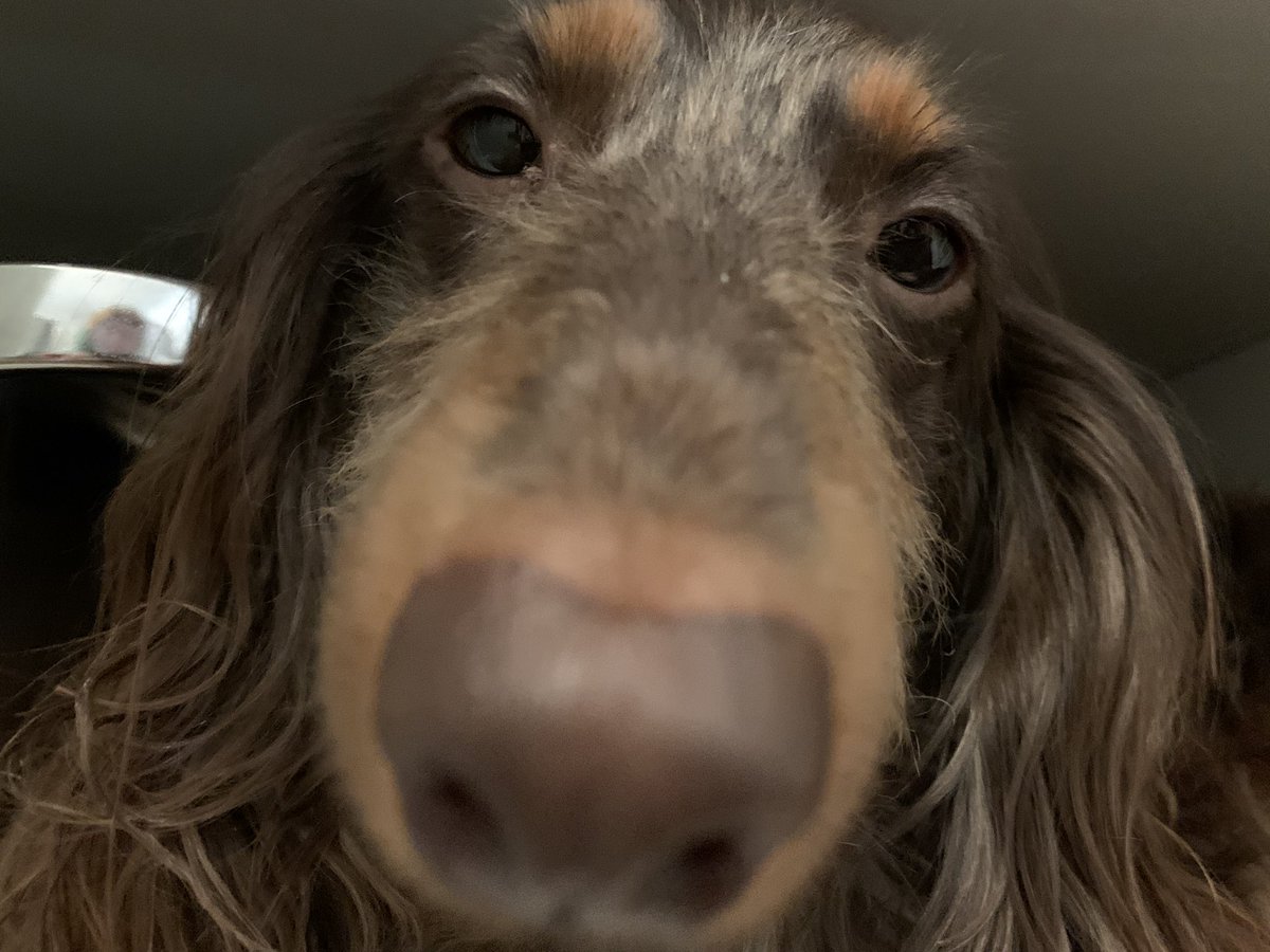 _dog4ever's tweet photo. @goreticulture this is not all my dogs but here u go🤧 https://t.co/YeFOzeIKz4