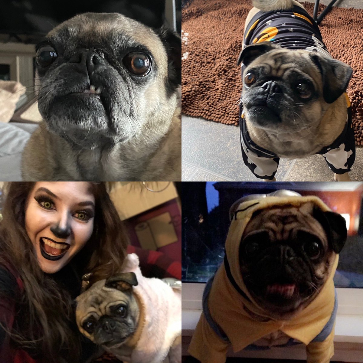 CarlyGrayy's tweet photo. I miss my pug 😔❤️ https://t.co/qYKANfiJgz