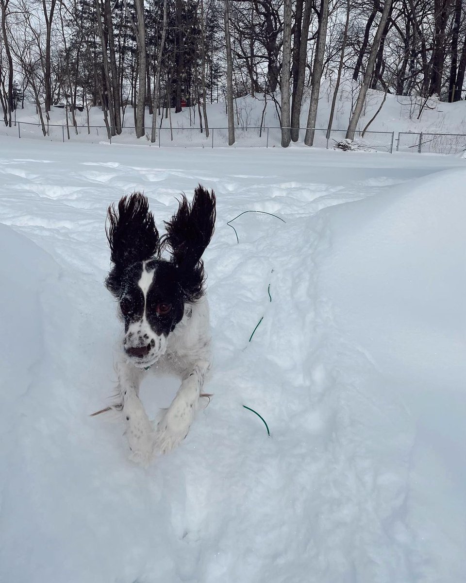 Thought have got flying ear's 😍😍😍facebook.com/groups/5560719… #dogsarefamily #DogsofTwittter