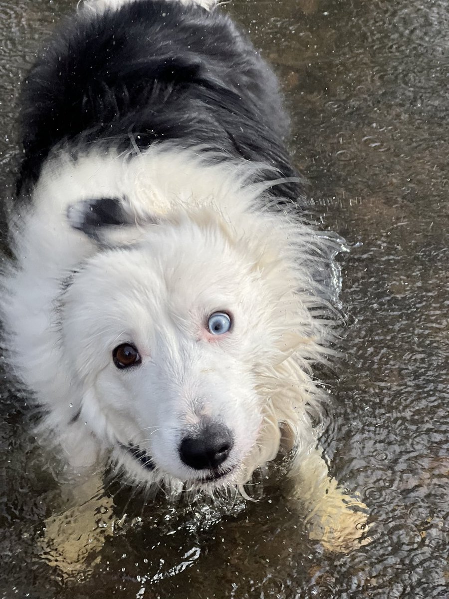 The good, bad and ugly of Skylar #bordercollie