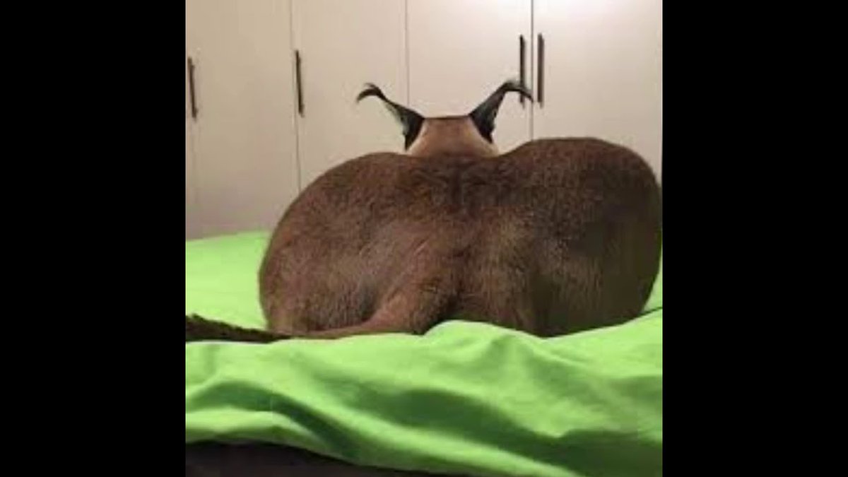 InsuranceSus's tweet image. You just got caught