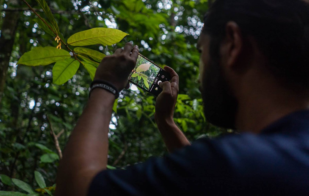 osaconservation's tweet image. Explore our #trailnetwork, spanning 617 acres across coastal, mangrove, secondary &amp;amp; old-growth forests, with our new interactive map on the @AvenzaMaps app. Discover waterfalls, our arboretum, #birdwatching sites, and coastal ecosystems. 🏞 🌿Visit us: ow.ly/5kuC50N3WHc