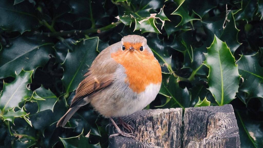 Galway Robin 🐦 🇮🇪 
.
.
.
.
.
#galway #visitgalway #galwaytrip #travelphotography #ireland #robin #birdphotography #birds #spring #irishbirds #holy #kylemoreabbey instagr.am/p/Cpa3xbjM60Y/