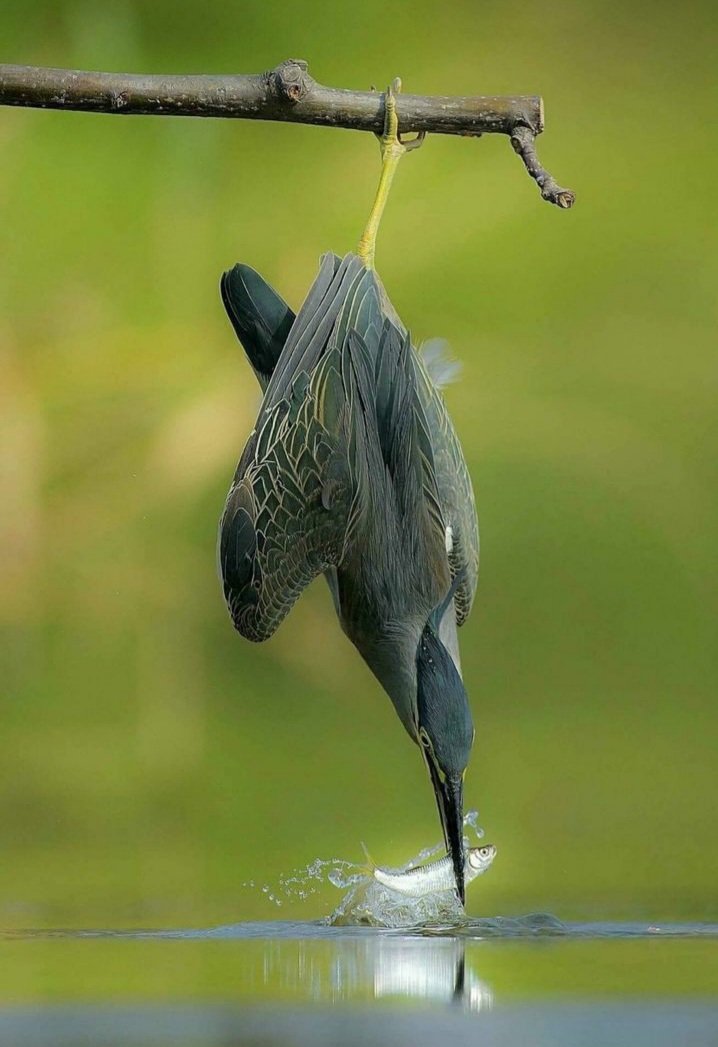 சுகந்தீ! tweet media