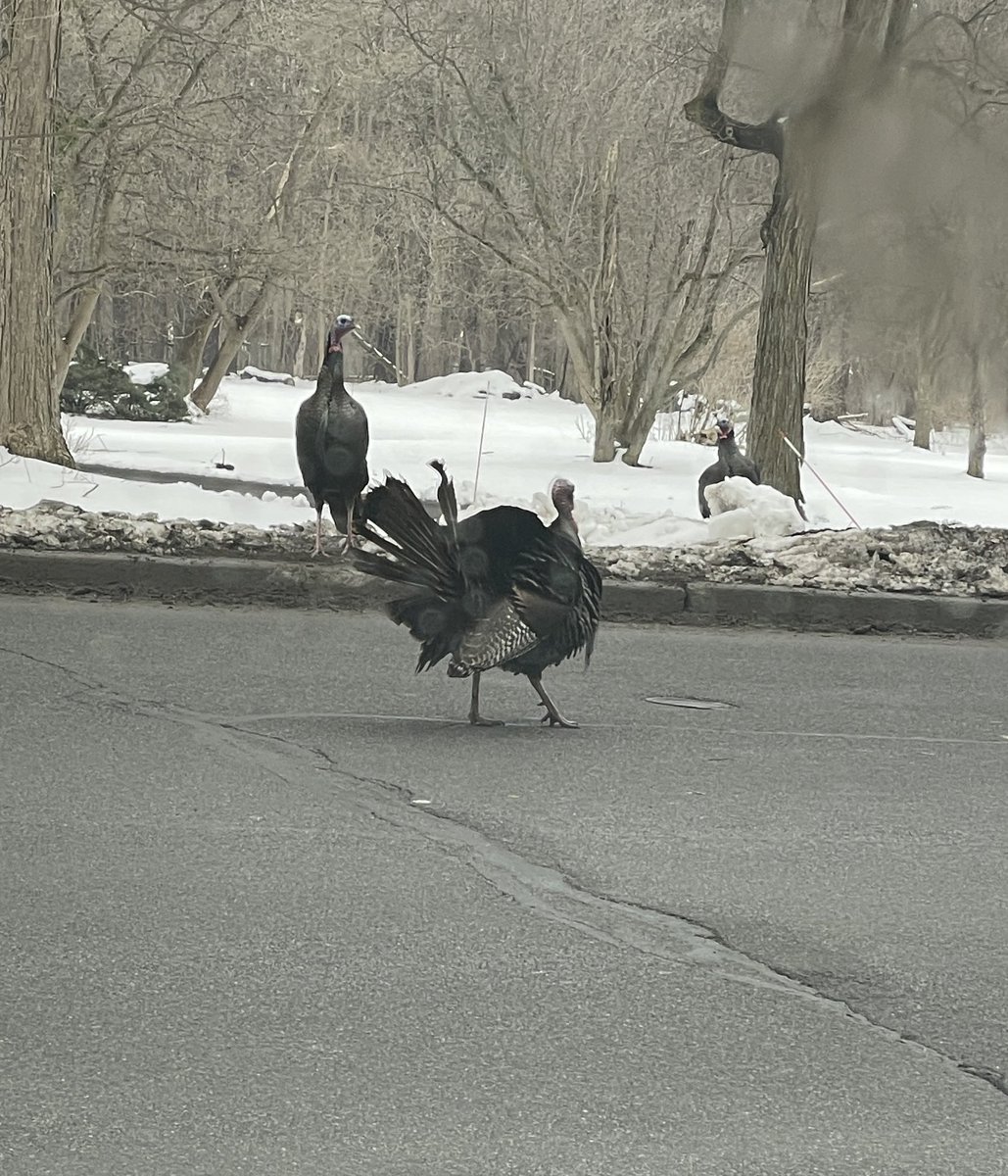 RyanAPBio's tweet photo. Oh man. What did we JUST talk about with these Turkeys and their displays?!!  The ones holding up traffic on Clinton street do NOT care who’s watching!!! https://t.co/4iV9MrQ8Z9