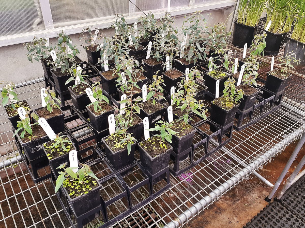The MQ Eucalypt dieback team has set up a new glasshouse experiment looking at the role of abiotic soil properties in bell miner-associated dieback. We're looking forward to seeing the results!
@nswenviromedia <a href="/MQSciEng/">Science and Engineering @ MQU</a>