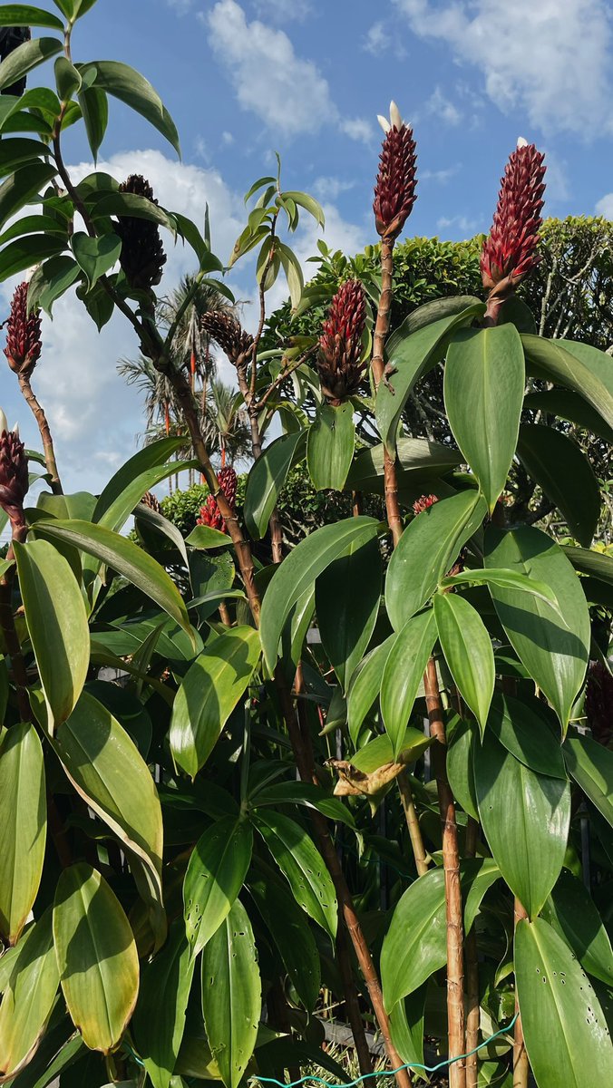 bryzoid's tweet photo. houseplants 🌱 https://t.co/W9TFYPWlhK