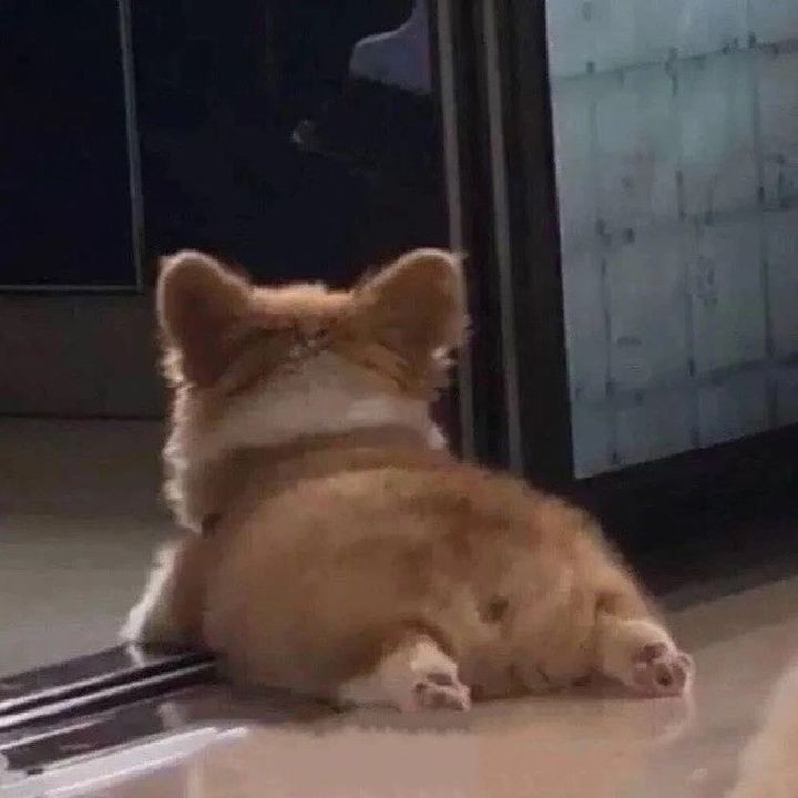 เธรด ปล่อยรูปมะหมาด๊อกแด๊กป๊อกแป๊กกระปุ๊กกระปิ๊กที่เคยใช้เป็นยาใจตอนเหงา เนื่องจากมีหมาเป็นของตัวเองแล้วเลยไม่ต้องใช้แร้วค่ะ 🥺