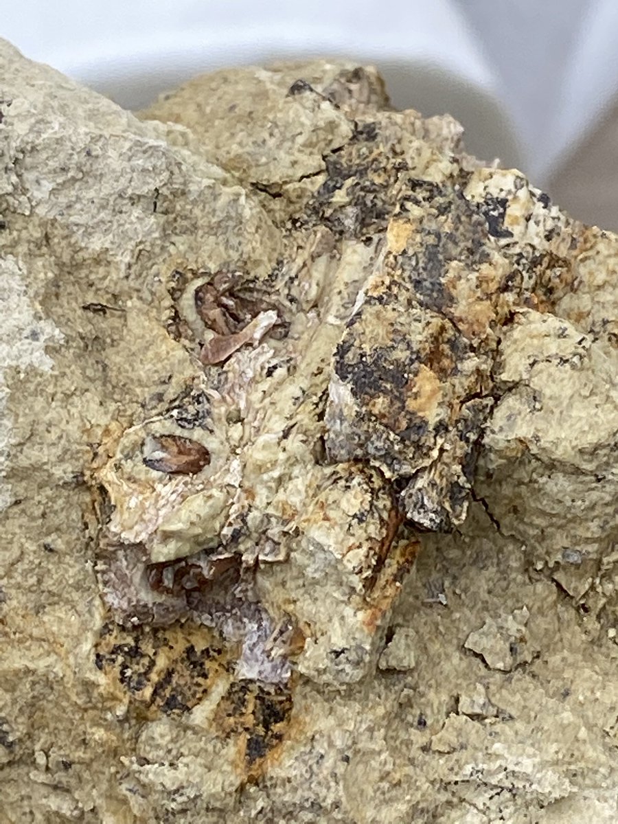 BlochLab's tweet photo. Lots more fossils today from the Late Miocene of the Dominican Republic including a gharial vertebra and piece of jaw! @FloridaMuseum @UFexplore @VelezJuarbeJ #CrocsRule https://t.co/i1guzNHyA8