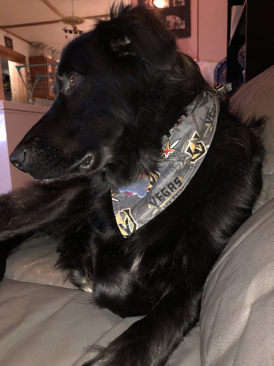 #govegas #mydogjax <a href="/GoldenKnights/">Vegas Golden Knights</a>