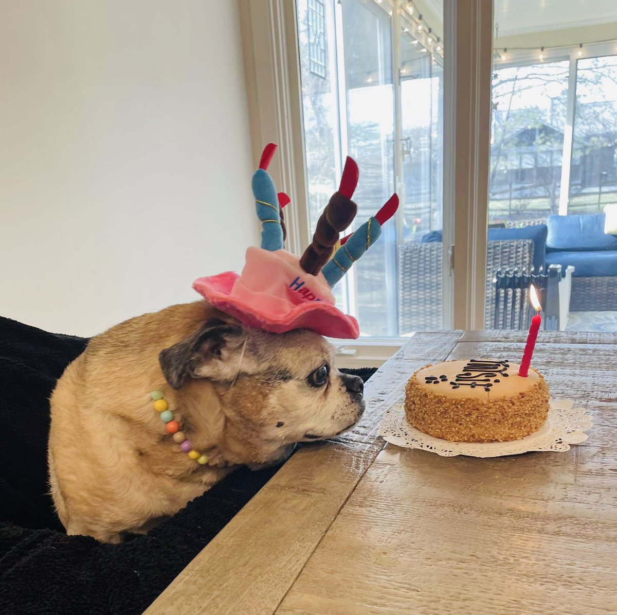 j_cridge's tweet photo. When your puggle turns 18 you have a party.  Happy Birthday Tootsie🥳❤️ https://t.co/Xd9vitItqq