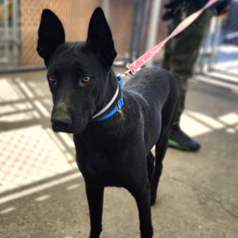 TomJumboGrumbo's tweet photo. She “grew too large” so Nirvana #164065 (a Cane Corso and Malinois mix!) was dropped off at the pound TBK in NYCACC Tuesday. They’ve given her kennel cough and she’s not eating - so now she must leave dead or alive. A 1yo PUPPY who’s not been well socialized but is a good girl - she needs a REAL family. Please pledge RT Nirvana!

https://t.co/AjtARmKrWz
