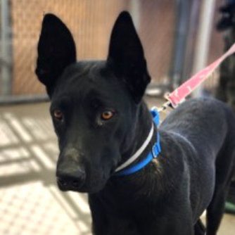TomJumboGrumbo's tweet photo. She “grew too large” so Nirvana #164065 (a Cane Corso and Malinois mix!) was dropped off at the pound TBK in NYCACC Tuesday. They’ve given her kennel cough and she’s not eating - so now she must leave dead or alive. A 1yo PUPPY who’s not been well socialized but is a good girl - she needs a REAL family. Please pledge RT Nirvana!

https://t.co/AjtARmKrWz