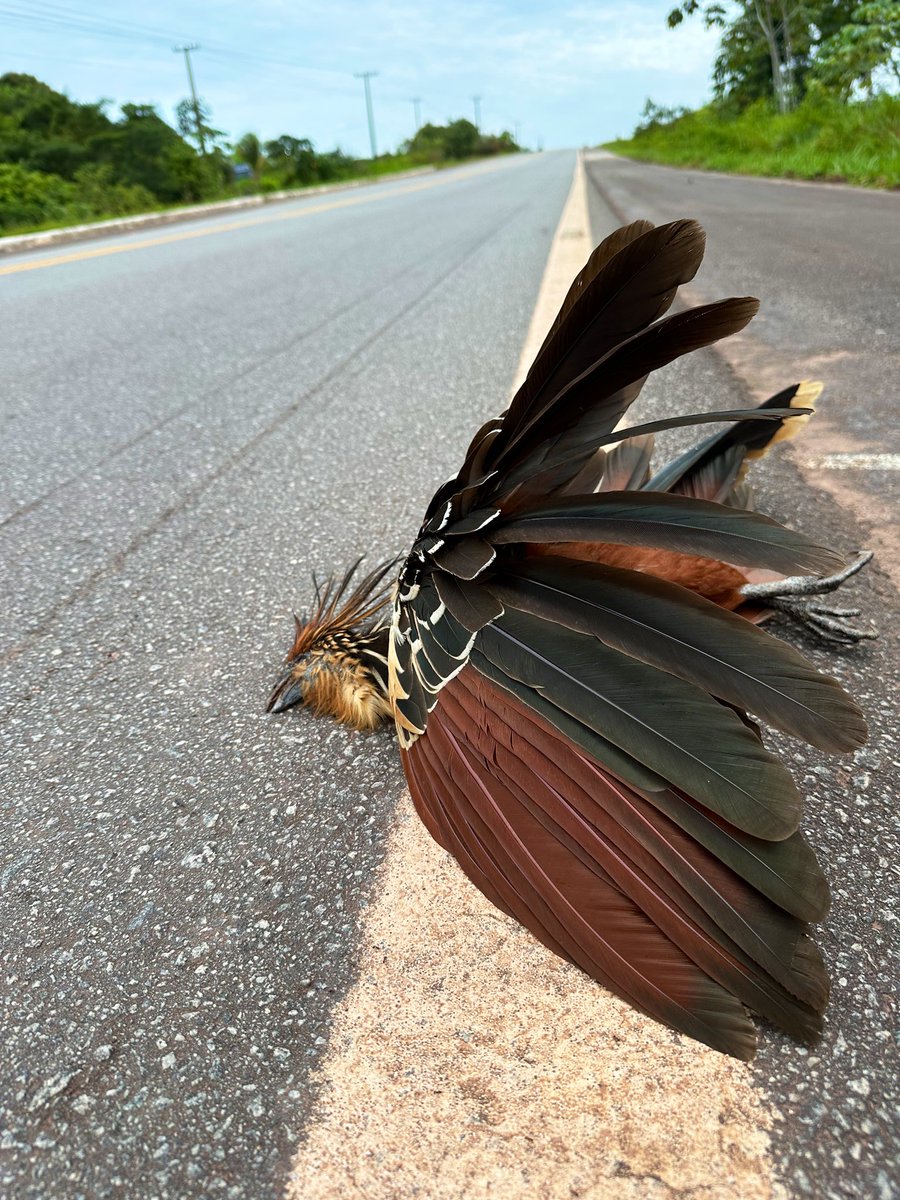 The hoatzin (Opisthocomus hoazin),is the only extant species in the order Opisthocomiformes.

▫️first time recorded roadkilled in the #Reconecta Project

#BR174
#Amazon #Brazil