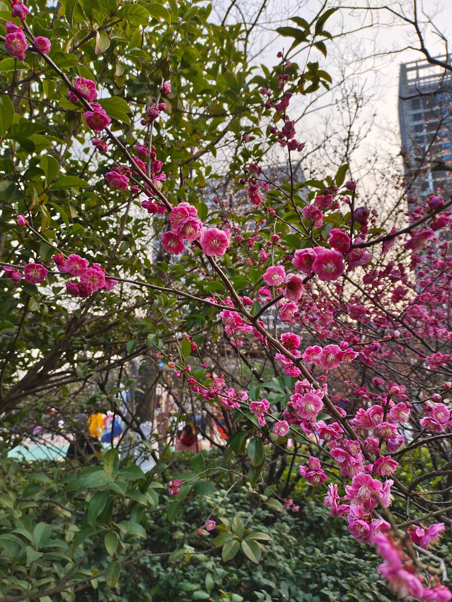 lucaszh53967616's tweet image. On weekends, eating cakes and enjoying plum blossoms is really very pleasant.🥰

#earlyspring #flowerviewing #cake #dessert #weekend
