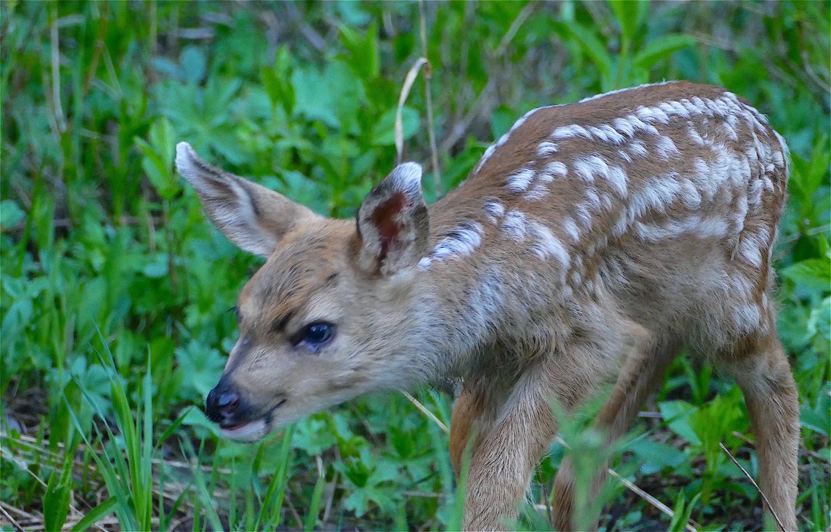AltYellowstoneNatPar tweet media
