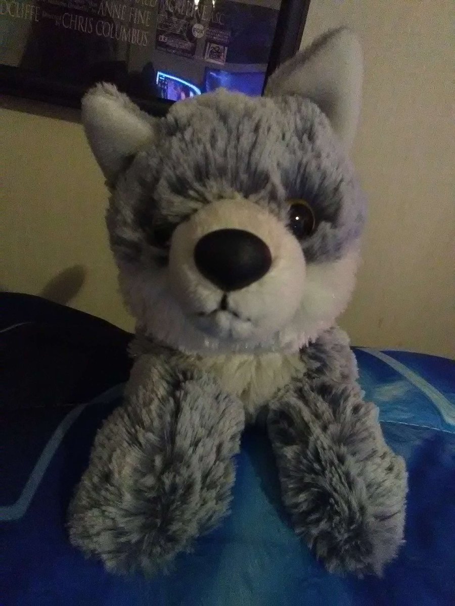 zanelionhartxiv's tweet image. My new addition to my room. Little smaller than shown online. So buying a bigger one lol. #plushie #wolfplushie #cute #awooo