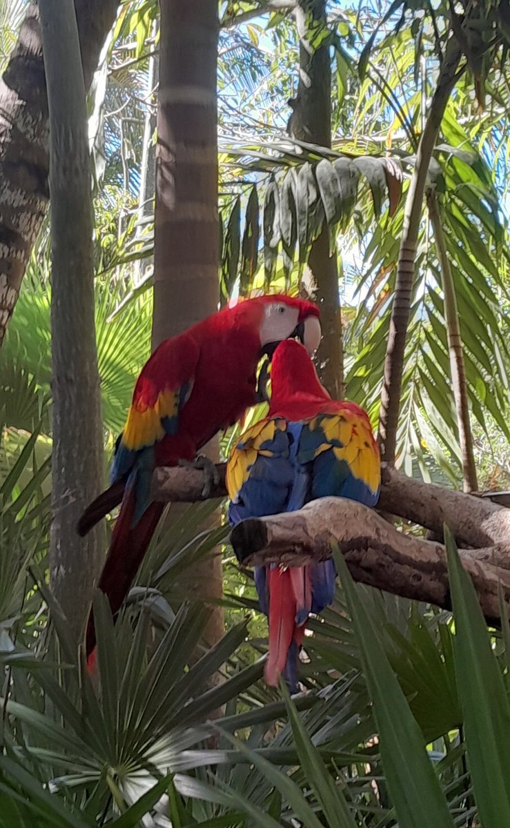celia_tskp's tweet photo. Convivir con los animales del parque es mi safe zone🦜✨️❤️ https://t.co/SS4fI5xCEG