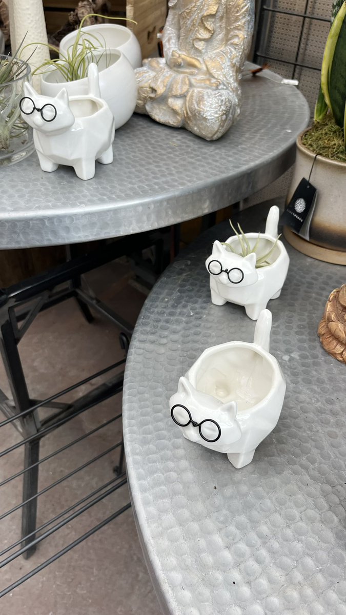 DonZenanko's tweet photo. @catturd2 Time to pot some catnip! https://t.co/RxQK17mMH3