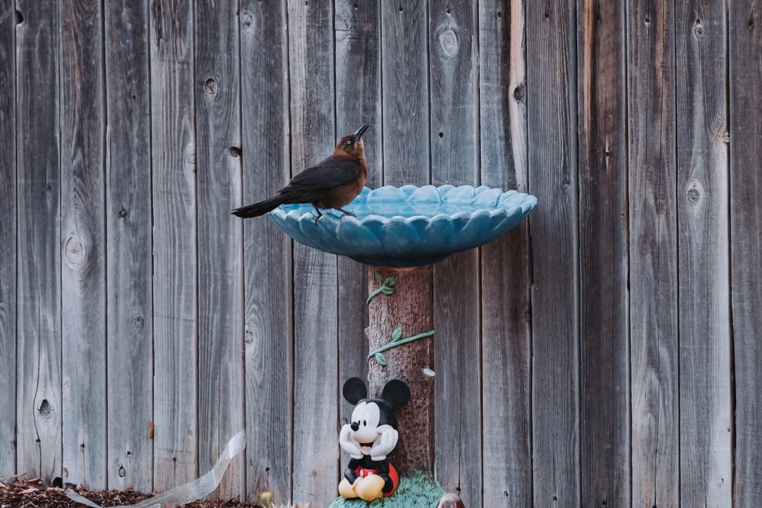 #fujifilm #fujifilm_xseries #fujifilmxt4
#birds #photooftheday