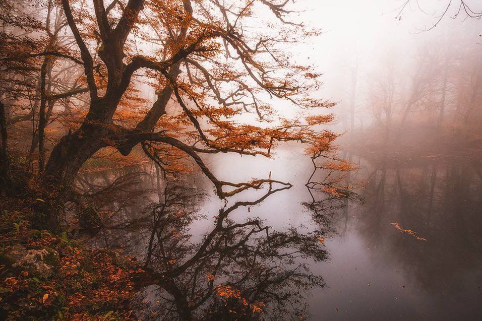 Poseidon DAO tweet media