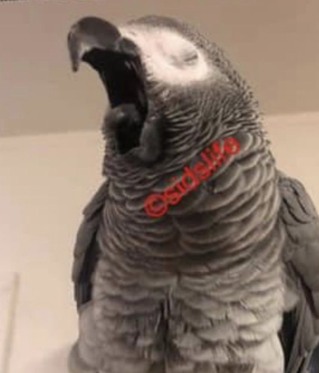 sidTHEparrot's tweet photo. We need another day in-between #saturday & #sunday right?! π΄ #sidslife #goodnight #weekendsover #toquick #sundaymood π https://t.co/ff6Skens7y