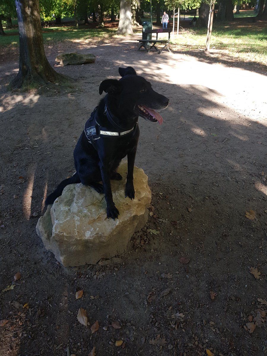 Don_PePoX's tweet photo. @GlitterallyPink Petit chien (c'est mieux qu'un chat, désolé) https://t.co/k3pAC7hX2g