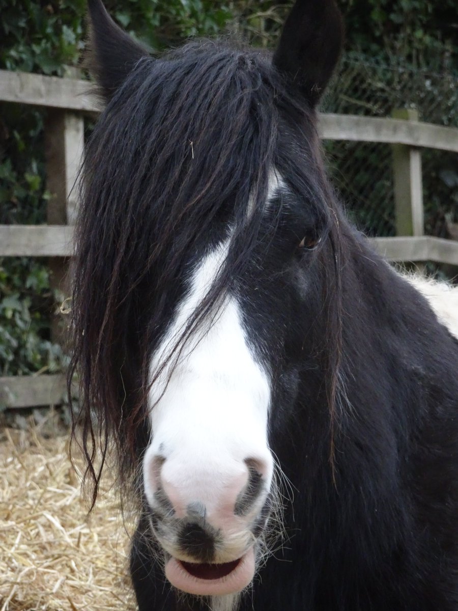 #SleepySunday Pancho dozed the afternoon away - we just love his droopy lip :-) #horses #ponyhour