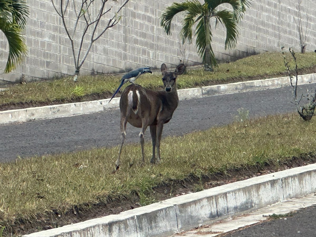 Celidamagana's tweet photo. Hace dos días, justo en el día mundial del medio ambiente hice el llamado a @MedioAmbienteSV y el @ibaelsalvador , seguimos a la espera, este venado junto a una urraca están ya por AVIANCA donde ya no encontrarán resguardo, por favor ministro @lopezfernando Ayuda!!! https://t.co/pvmoqJ1eaY