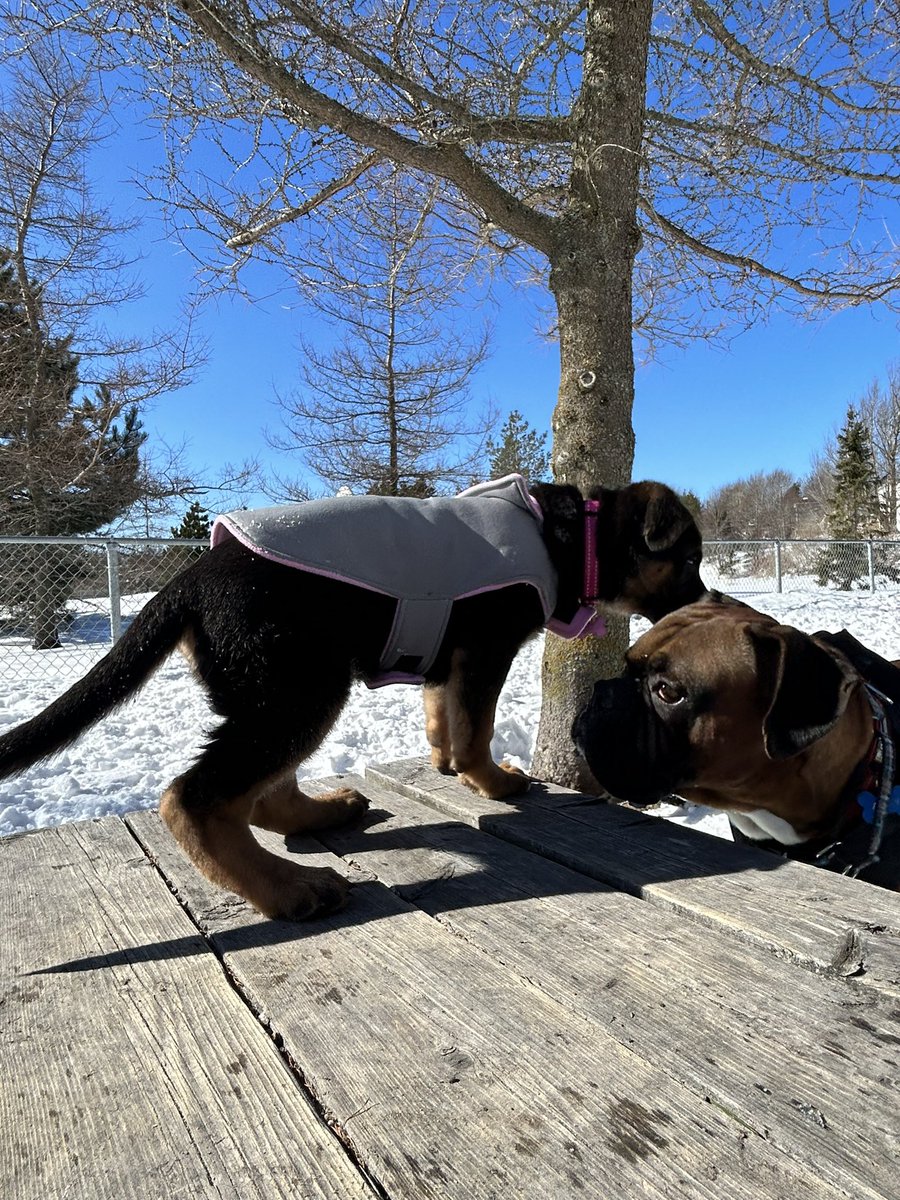 JodiG_Tweets's tweet photo. Took the pack to the dog park again today, to enjoy the sunshine ☀️ 🐾 🥰 #DogsofTwittter #dogsofnl https://t.co/rV41zhU3aV