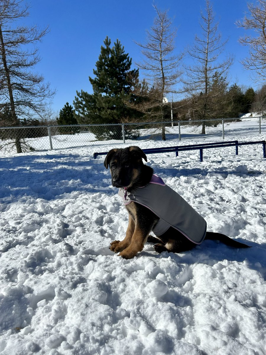 JodiG_Tweets's tweet photo. Took the pack to the dog park again today, to enjoy the sunshine ☀️ 🐾 🥰 #DogsofTwittter #dogsofnl https://t.co/rV41zhU3aV