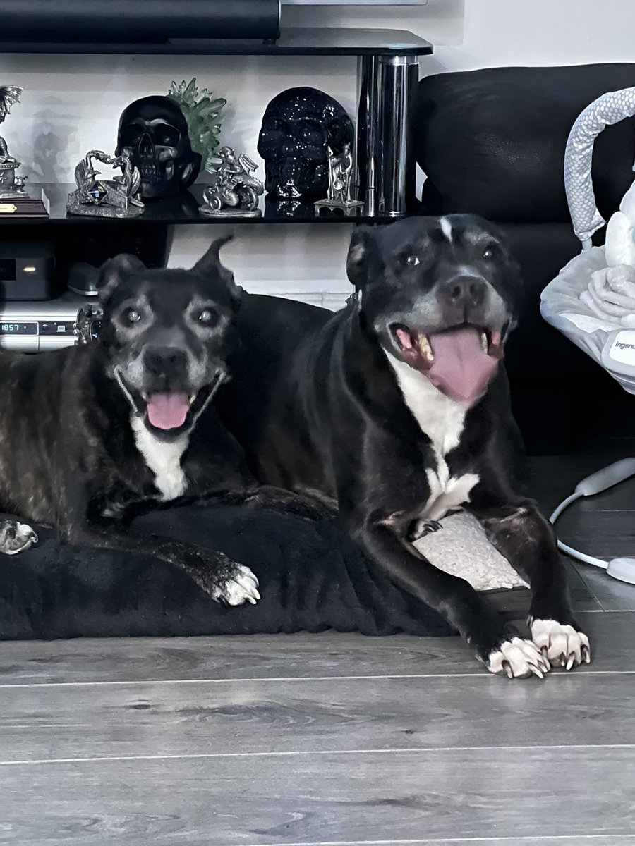 Two happy #Staffies #Staffie #MyFurBabies #APerfectMoment oxo