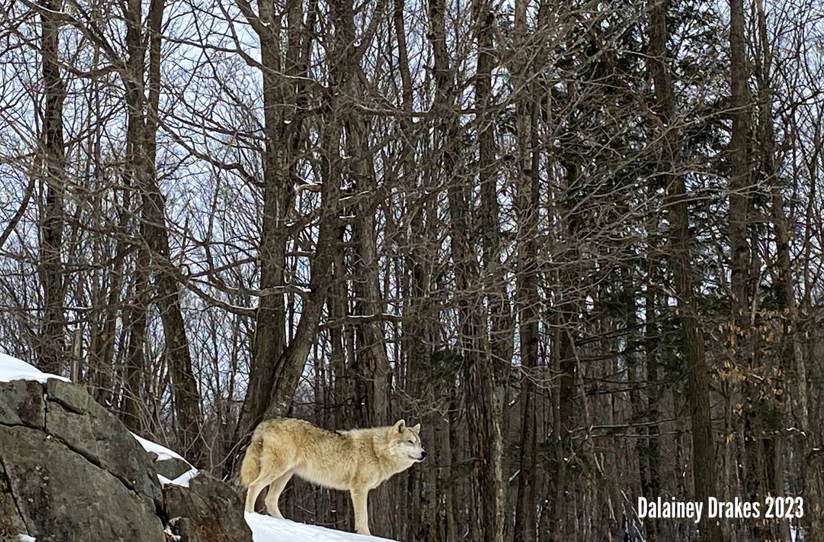 Wandering through nature is always pure bliss with my love for #NaturePhotography and the beauty around us. I had only ever dreamed of capturing #CanadianWildlife let alone a moment with a wolf like this!